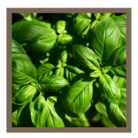 Basilico - Basil - Basilicum