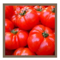 Pomodoro - Tomato - Tomaat