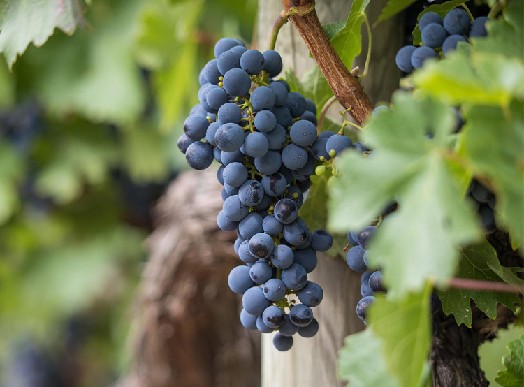 Uva nera per il vino rosso
